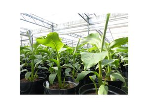 4251740124785 - 2 Stück Bananenstaude Musa Basjoo 60 - 80 cm winterhart Staude japanische Faserbanane 4251740124785 - 2 Stück Bananenstaude Musa Basjoo 60 - 80 cm winterhart Staude japanische Faserbanane
