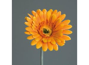 4027234238296 - Kunstblume Gerbera