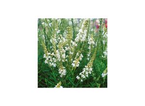 4063654303084 - Linaria purpurea Alba weiße Leinkraut ca 9x9 cm Topf