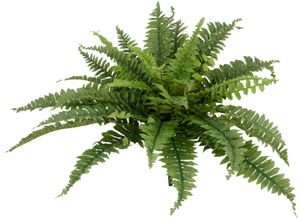 4064118352914 - Kunstpflanze CREATIV GREEN Bostonfarn ohne Topf grün H60cm Ø70cm Kunststoff Kunstpflanzen mit zahlreichen Farnwedeln