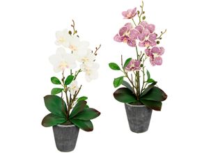 4019844778965 - Kunstpflanze IGEA Orchidee Kunstpflanzen Gr B H L 19 cm x 40 cm x 40 cm 2 St beige (creme rosa) Künstliche Zimmerpflanzen Mit Blättern und Luftwurzeln im Topf aus Keramik 2er Set