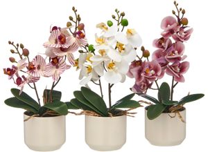 4064118351764 - Kunstorchidee CREATIV GREEN Orchidee Phalaenopsis mauve weiß cremelila H28cm Ø18cm Kunststoff Kunstpflanzen mit real-touch-Blüten 4064118351764 - Kunstorchidee CREATIV GREEN Orchidee Phalaenopsis mauve weiß cremelila H28cm Ø18cm Kunststoff Kunstpflanzen mit real-touch-Blüten