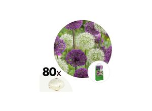 7428473503140 - Plant in a Box - Zierlauch - 80 Stk - Allium - Blumenzwiebeln - Mehrfarbig