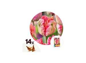 6097230743719 - Plant in a Box - Tulpenzwiebeln - 14 Stk - Tulipa Apricot Parrot - Blumenzwiebeln - Rosa