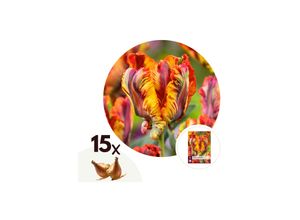 6097229839805 - Plant in a Box - Tulpenzwiebeln - 15 Stk - Tulipa Rasta Parrot - Blumenzwiebeln - Weiß