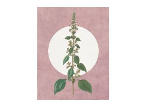 4055065179525 - Bild KOMAR Menthe en Croissance bunt (farbe bild(er) bunt) B40cm H50cm Papier Holz Bilder Wandbild zur Dekoration - ohne Rahmen 4055065179525 - Bild KOMAR Menthe en Croissance bunt (farbe bild(er) bunt) B40cm H50cm Papier Holz Bilder Wandbild zur Dekoration - ohne Rahmen