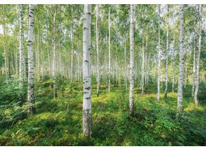 4036834087449 - KOMAR Fototapete Sunny Day Tapeten ausgezeichnet lichtbeständig Gr B L 368 m x 254 m Rollen 8 St bunt Fototapeten Blumen Tapeten