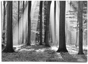 8714597568196 - Poster REINDERS Weißer Wald weiß (farbe bild(er) weiß) B140cm H100cm T01cm Papier Bilder