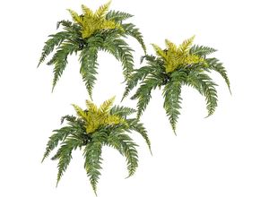 4064118889533 - Bostonfarn VE 3 Stk Höhe ca 350 mm Ø ca 500 mm kaiserkraft