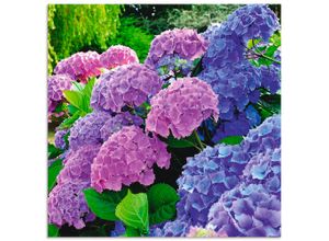 4057738379386 - Wandbild ARTLAND Hortensien im Garten Bilder Gr B H 40 cm x 40 cm Alu-Dibond-Druck Blumen quadratisch 1 St lila Bild Leinwandbild Kunstdrucke Bilder als Alubild Leinwandbild Wandaufkleber oder Poster in versch Größen