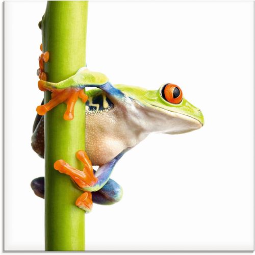 4055327038317 - Glasbild ARTLAND Frosch umfasst einen Pflanzenstengel Bilder Gr B H 30 cm x 30 cm Wassertiere 1 St weiß Glasbilder Bilder