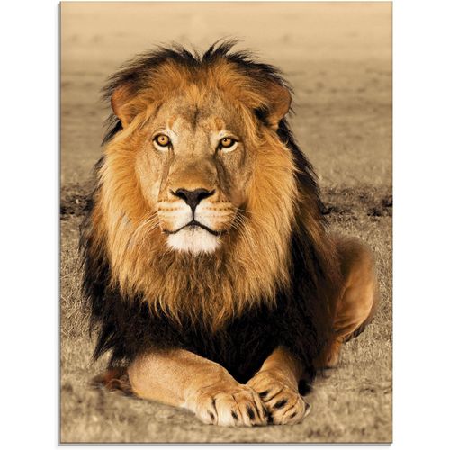 4055327035651 - Glasbild ARTLAND Löwe Bilder Gr B H 60 cm x 80 cm Glasbild Wildtiere 1 St braun Glasbilder 4055327035651 - Glasbild ARTLAND Löwe Bilder Gr B H 60 cm x 80 cm Glasbild Wildtiere 1 St braun Glasbilder