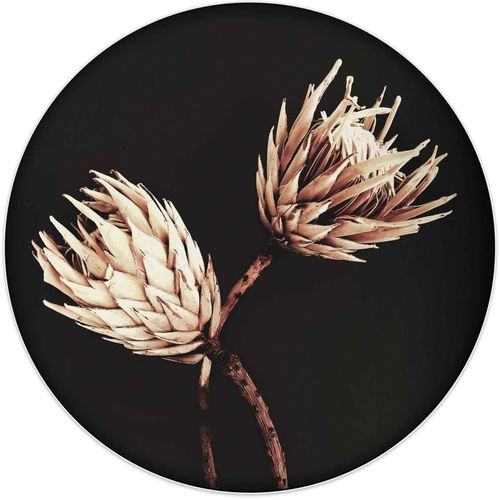 8714597611441 - Wandbild REINDERS Wandbild Trockenblumen Exotisch - Vintage Protea Bilder Gr B H 50 cm x 50 cm Blumen 1 St schwarz Kunstdrucke
