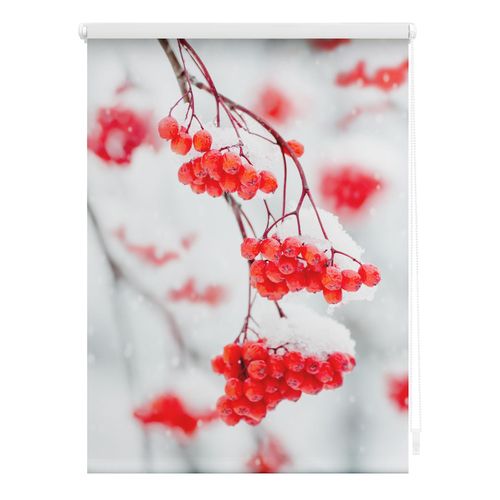 4251369833006 - Seitenzugrollo ORIGINAL Rollo Klemmfix ohne Bohren Verdunkelung Vogelbeeren - Rot Weiß Rollos Gr 60 cm stufenlos positionierbar 150 cm rot (rot weiß weiß) Verdunkelungsrollos