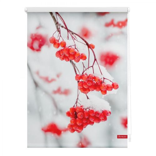 4250434121628 - Lichtblick Rollo Klemmfix ohne Bohren blickdicht Vogelbeeren - Rot Weiß 80 cm x 150 cm (B x L)