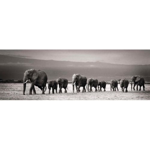 8714597555189 - Wandbild REINDERS Elefantenparade Bilder Gr B H 118 cm x 40 cm Querformat grau Kunstdrucke Bilder