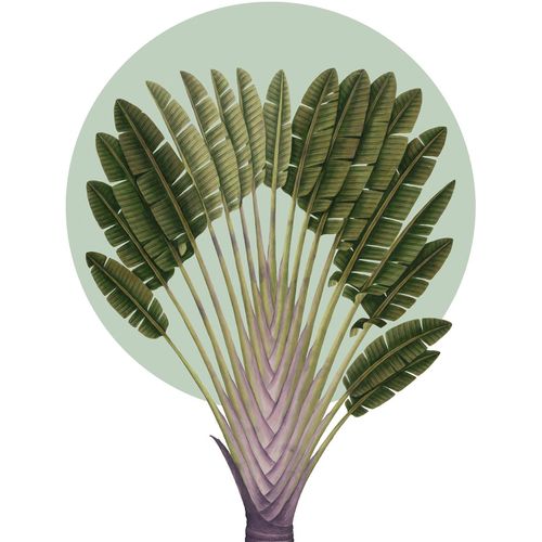 4055065176821 - Wandbild »Botanical Garden Pinnate Palm« (1 St) Deutsches Premium-Poster Fotopapier mit seidenmatter Oberfläche und hoher Lichtbeständigkeit Für fotorealistische Drucke mit gestochen scharfen Details und hervorragender Farbbrillanz 4055065176821 - Wandbild »Botanical Garden Pinnate Palm« (1 St) Deutsches Premium-Poster Fotopapier mit seidenmatter Oberfläche und hoher Lichtbeständigkeit Für fotorealistische Drucke mit gestochen scharfen Details und hervorragender Farbbrillanz