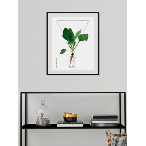 4049009843900 - Bild QUEENCE Plantago Bilder Gr B H 30 cm x 40 cm Wandbild Hochformat 1 St grün Bild Kunstdruck Bilder mit Rahmen