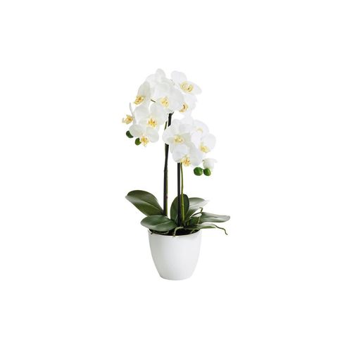4016550300961 - Botanic-Haus Kunstblume »Phalenopsis Topf 2 Rispen«