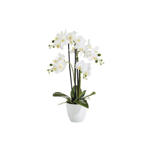 4016550300985 - Botanic-Haus Kunstblume »Phalenopsis Topf 4 Rispen« 4016550300985 - Botanic-Haus Kunstblume »Phalenopsis Topf 4 Rispen«