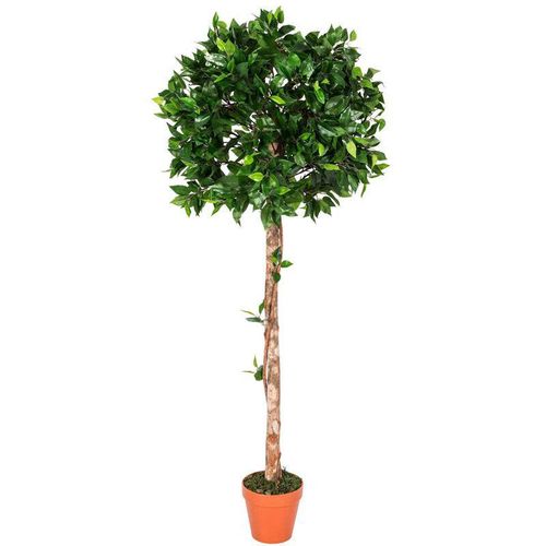 5055967456167 - Kunstpflanze Grün Ficus Tropische Zierpflanze im Topf 125 cm - Blätter Grün Topf Braun - Homescapes