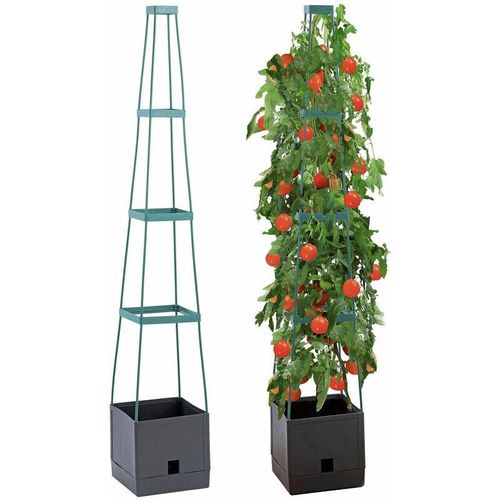 4008069025909 - - Pflanzentopf mit Tomatenstütze Kletterpflanze 150 cm