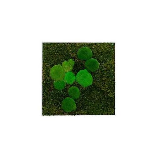 0647056637776 - Best of GREEN Moos-Wand 100 x 60 cm weißer Rahmen