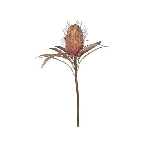 5712750259823 - Chic Antique Fleur Protea Blume H60 cm altrosa 5712750259823 - Chic Antique Fleur Protea Blume H60 cm altrosa