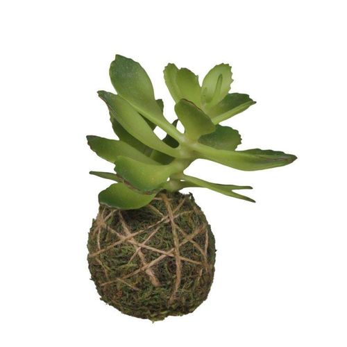 5712750210800 - Chic Antique Fleur Sukkulente mit Moos Ball H10 cm grün 5712750210800 - Chic Antique Fleur Sukkulente mit Moos Ball H10 cm grün