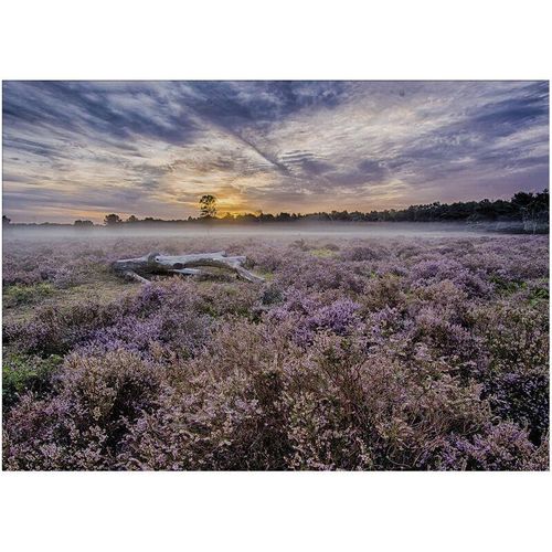 5011583537024 - Leinwandbild ART FOR THE HOME Outdoor Lavendel 50x70cm Bilder Gr B H T 70 cm x 50 cm x 23 cm Leinwandbild 1 St lila Leinwandbilder