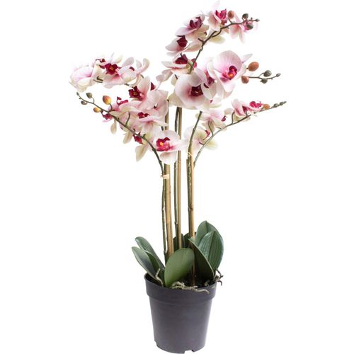 8505455134277 - Kunstorchidee BOTANIC-HAUS Orchidee Bora beige (creme pink) B50cm H60cm T50cm Ø50cm Kunststoff Kunstpflanzen