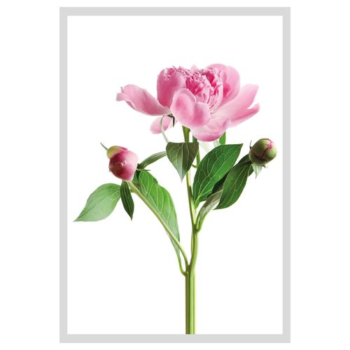 4049009896739 - Bild QUEENCE Gundula Bilder Gr B H 40 cm x 50 cm Wandbild Blumen Hochformat weiß (rosa grün weiß) Kunstdrucke gerahmt Rosen 4049009896739 - Bild QUEENCE Gundula Bilder Gr B H 40 cm x 50 cm Wandbild Blumen Hochformat weiß (rosa grün weiß) Kunstdrucke gerahmt Rosen