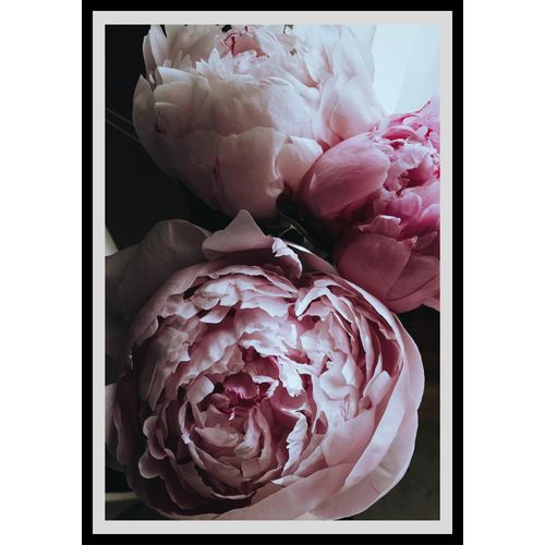 4049009896265 - Bild QUEENCE Ursula Bilder Gr B H 30 cm x 40 cm Wandbild Blumen Hochformat rosa (rosa weiß) Kunstdrucke Rosen gerahmt