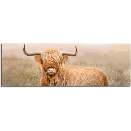 8714597626421 - Deco-Panel REINDERS Hochlandrind Bilder Gr B H T 156 cm x 52 cm x 2 cm beige Kunstdrucke 8714597626421 - Deco-Panel REINDERS Hochlandrind Bilder Gr B H T 156 cm x 52 cm x 2 cm beige Kunstdrucke