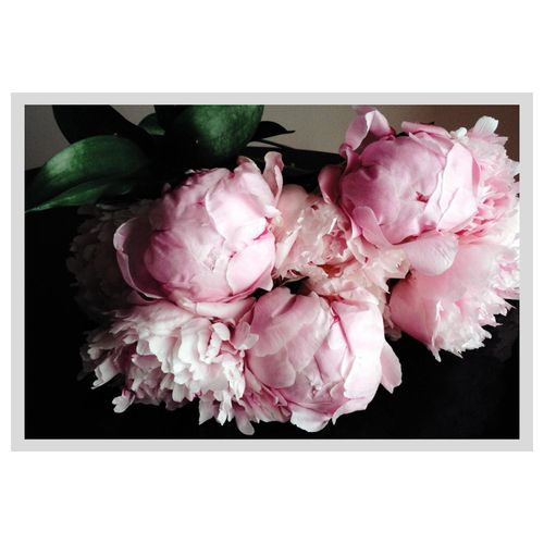 4049009914112 - Bild QUEENCE Gunni Bilder Gr B H 40 cm x 30 cm Wandbild Blumen Querformat rosa (weiß) Kunstdrucke gerahmt Rosen 4049009914112 - Bild QUEENCE Gunni Bilder Gr B H 40 cm x 30 cm Wandbild Blumen Querformat rosa (weiß) Kunstdrucke gerahmt Rosen