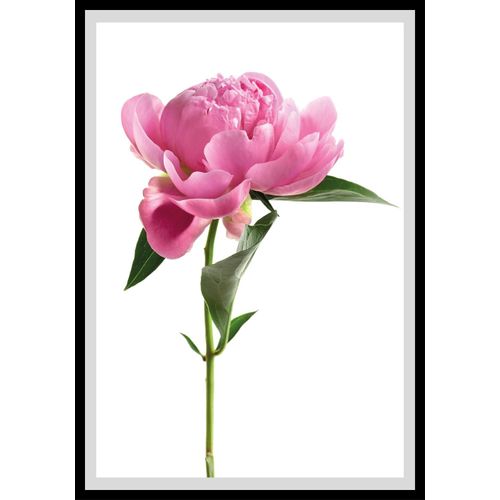 4049009896647 - Bild QUEENCE Scar Bilder Gr B H 50 cm x 60 cm Wandbild Blumen Hochformat weiß (rosa grün weiß) Kunstdrucke Rosen gerahmt