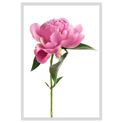 4049009896654 - Bild QUEENCE Scar Bilder Gr B H 30 cm x 40 cm Wandbild Blumen Hochformat weiß (rosa grün weiß) Kunstdrucke Rosen gerahmt