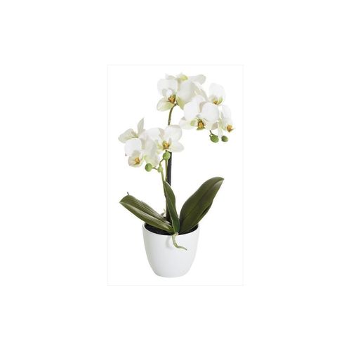 4016550313244 - Botanic-Haus Kunstblume »Phalenopsis Topf 2 Rispen« 4016550313244 - Botanic-Haus Kunstblume »Phalenopsis Topf 2 Rispen«