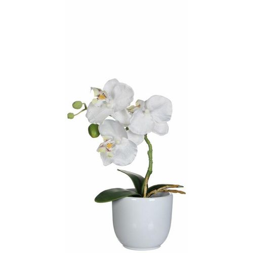 8712799476097 - Mica Kunstpflanze Phalaenopsis im Topf weiß 26 x 12 cm Kunstpflanzen