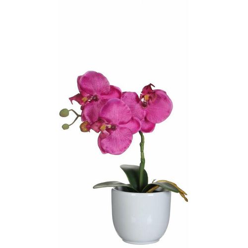 8712799476080 - - Mica Kunstpflanze Phalaenopsis im Topf violett 26 x 12 cm Kunstpflanzen