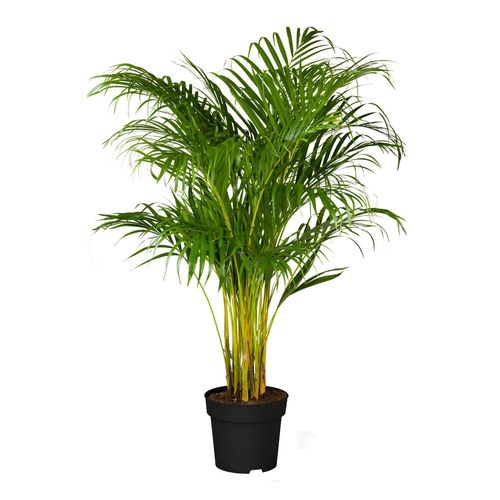 4311532540275 - Goldfruchtpalme - Dypsis lutescens Höhe 80-100 cm Ø21 cm Topf 1 Pflanze 4311532540275 - Goldfruchtpalme - Dypsis lutescens Höhe 80-100 cm Ø21 cm Topf 1 Pflanze