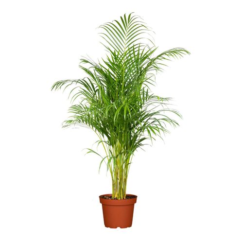 4311532540374 - Goldfruchtpalme - Dypsis lutescens Höhe 100-110 Ø24 cm Topf 1 Pflanze 4311532540374 - Goldfruchtpalme - Dypsis lutescens Höhe 100-110 Ø24 cm Topf 1 Pflanze