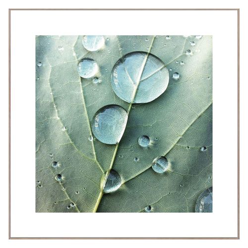 8714597577907 - Wandbild REINDERS Slim Frame Wood 50x50 Dew Drops Bilder Gr B H T 50 cm x 50 cm x 2 cm quadratisch grün Kunstdrucke Bilder