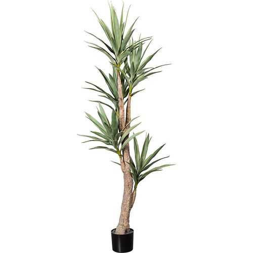 4064118076223 - Kaiserkraft - 656260 Dracaena Höhe ca 1800 mm im