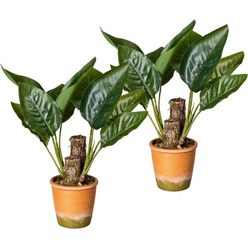 4064118889441 - Canna-Blattpflanze VE 2 Stk im Paperpot mit Kies Höhe ca 450 mm 4064118889441 - Canna-Blattpflanze VE 2 Stk im Paperpot mit Kies Höhe ca 450 mm