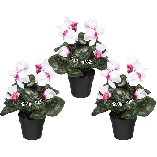 4064118879589 - Alpenveilchen im Kunststofftopf VE 3 Stk weiß-pink Höhe 300 mm 4064118879589 - Alpenveilchen im Kunststofftopf VE 3 Stk weiß-pink Höhe 300 mm