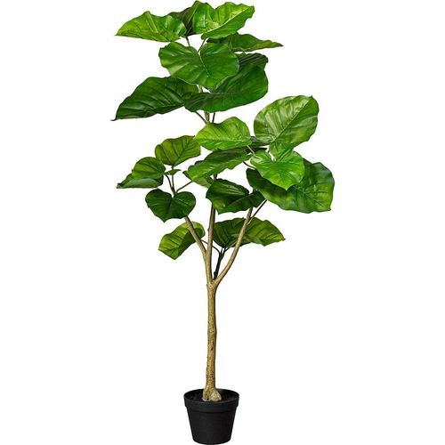 4064118079484 - Kaiserkraft - 656230 Ficus umbellata im Kunststofftopf Höhe