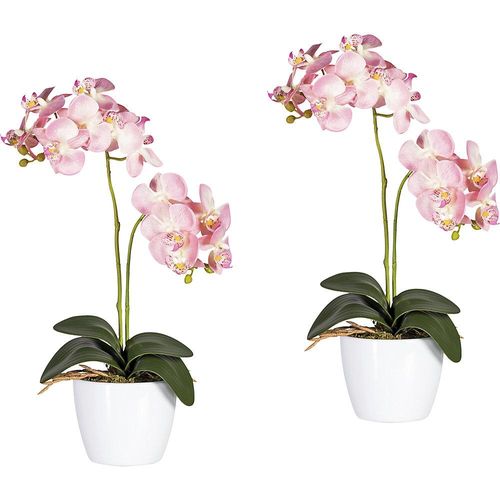 4003529323274 - Phalaenopsis im weißen Keramiktopf Höhe 500 mm VE 2 Stk Blüten rosa