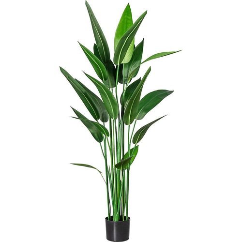 4064118075776 - Wassercanna im Kunststofftopf mit Erde Höhe ca 1400 mm kaiserkraft