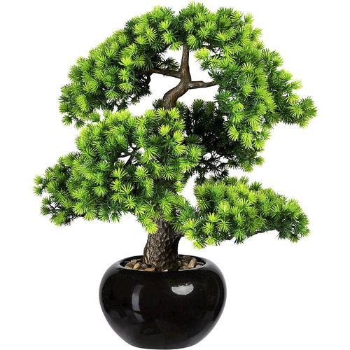 4003529915042 - Bonsai Lärche mit Kies im Keramiktopf schwarz Höhe 480 mm Topf 180 x 110 mm 4003529915042 - Bonsai Lärche mit Kies im Keramiktopf schwarz Höhe 480 mm Topf 180 x 110 mm